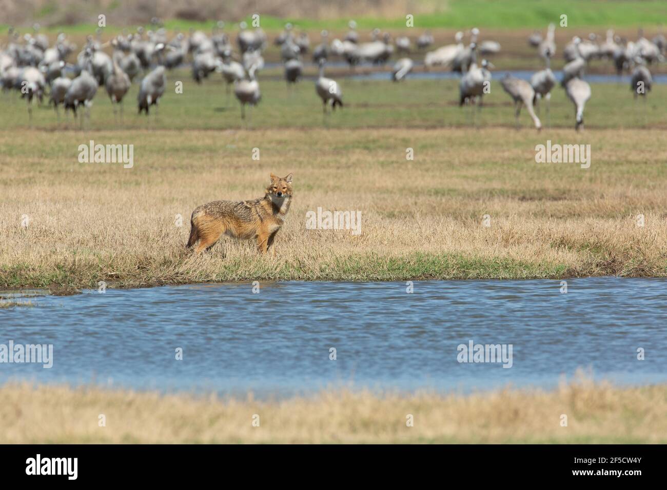 Golden Jackal (Canis aureus), also called the Asiatic, Oriental or Common Jackal. attempting to hunt a common crane (Grus grus), Photographed in the H Stock Photo