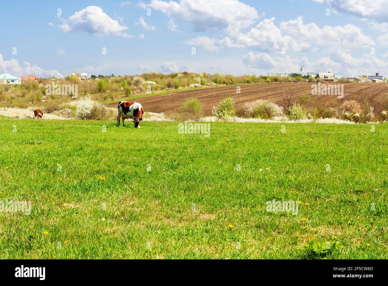 Spring countryside landscape with meadow, arable land and animals Stock ...