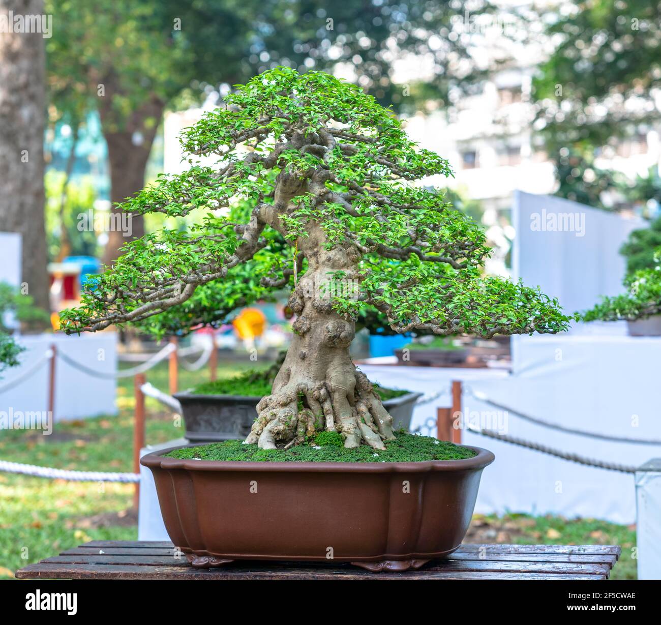 Bonsai Jade Tree With Oriental Geisha Figurine campestre.al.gov.br