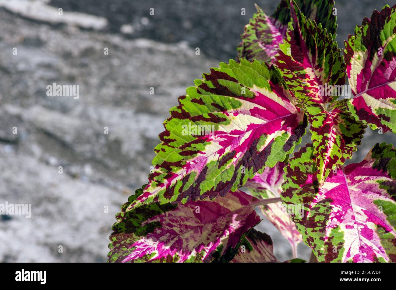 Beautiful leaves of Rex Begonia plant, a colorful houseplant Stock Photo