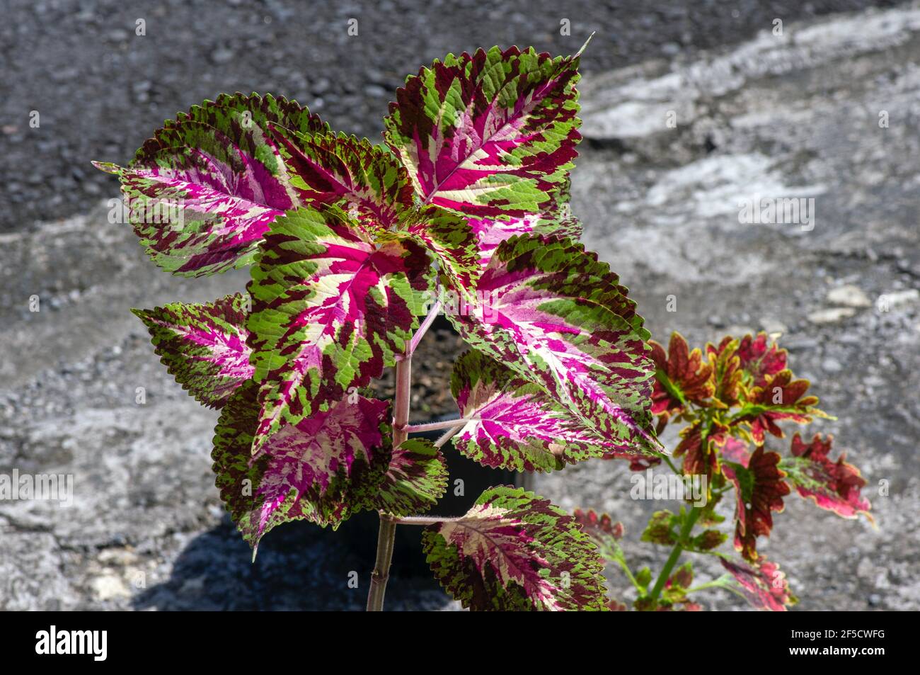 Beautiful leaves of Rex Begonia plant, a colorful houseplant Stock Photo