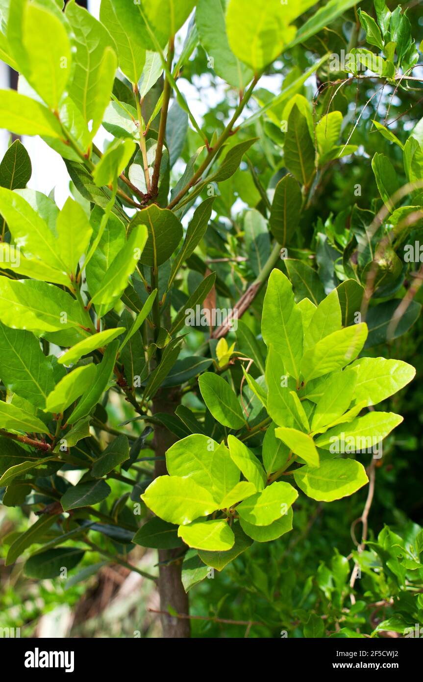 fresh bay leaves Stock Photo Alamy