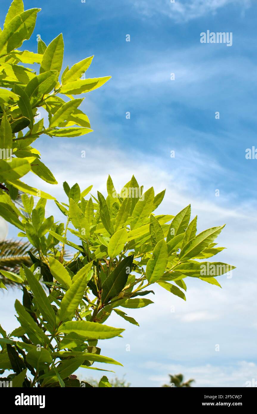 fresh bay leaves Stock Photo Alamy