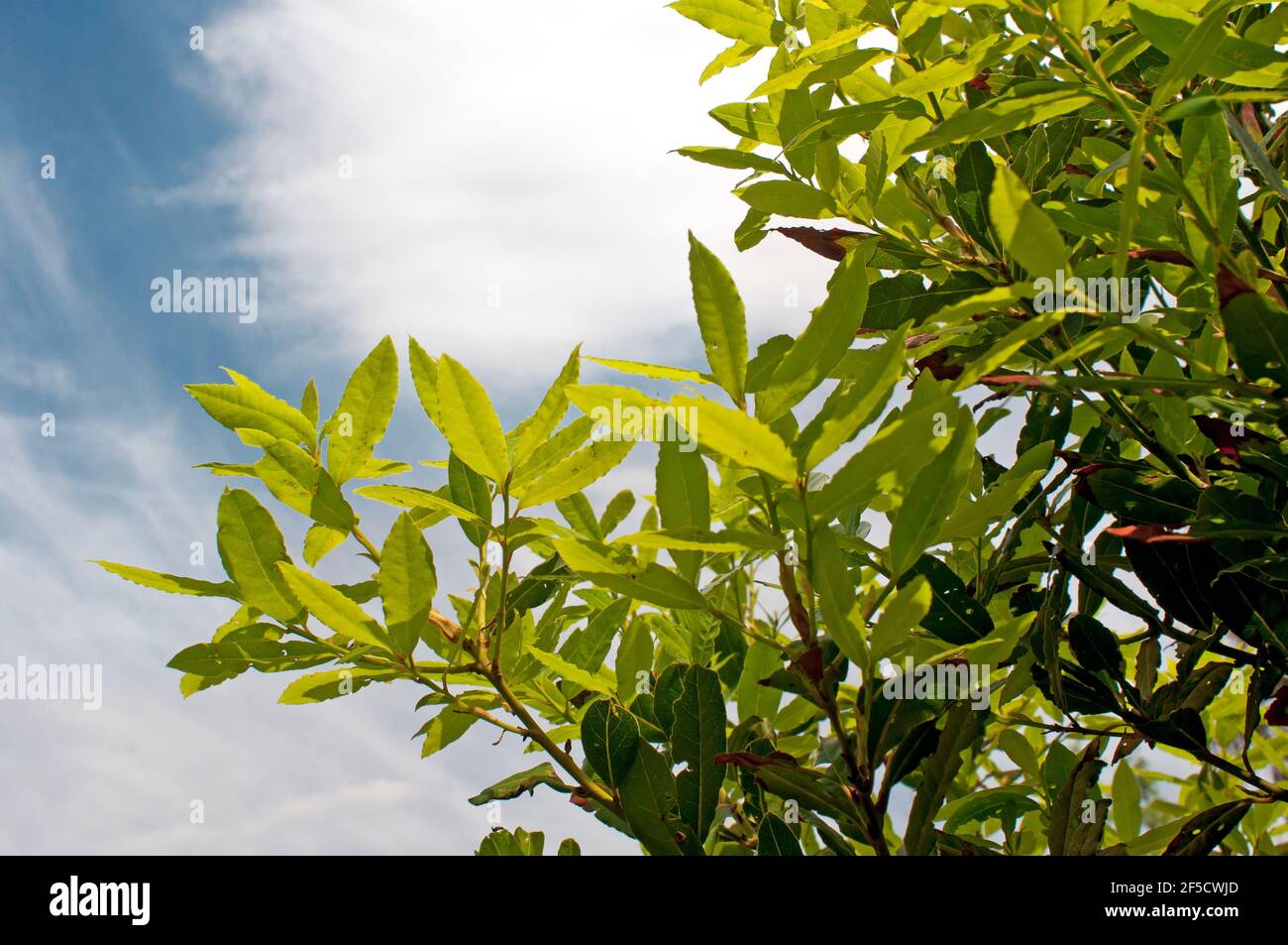fresh bay leaves Stock Photo Alamy