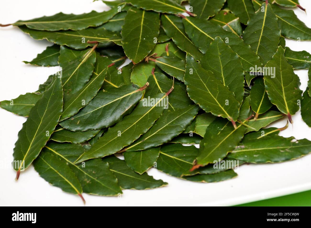 fresh bay leaves Stock Photo Alamy
