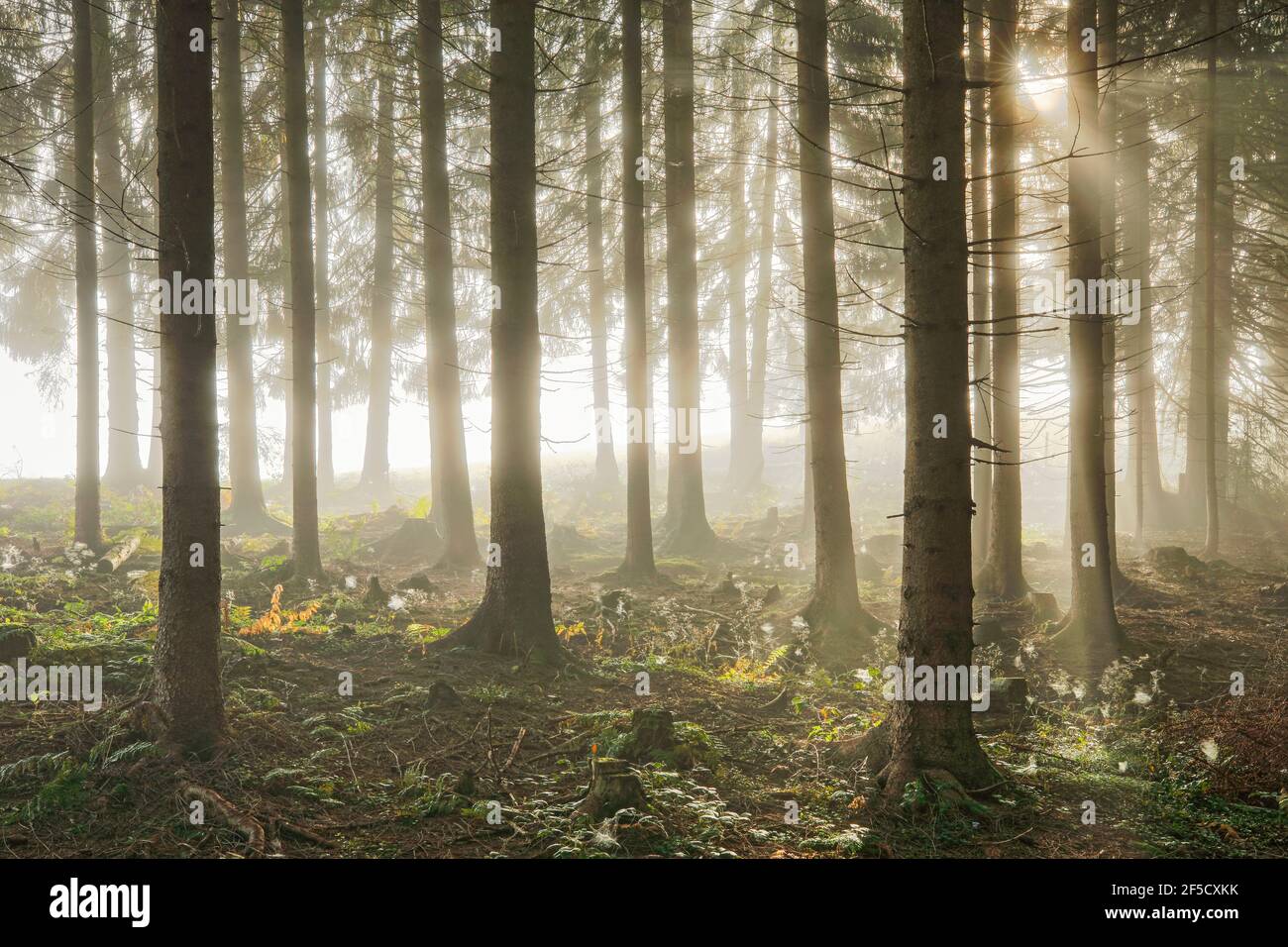 geography / travel, Switzerland, forest with wafts of mist, Schwyz, Additional-Rights-Clearance-Info-Not-Available Stock Photo