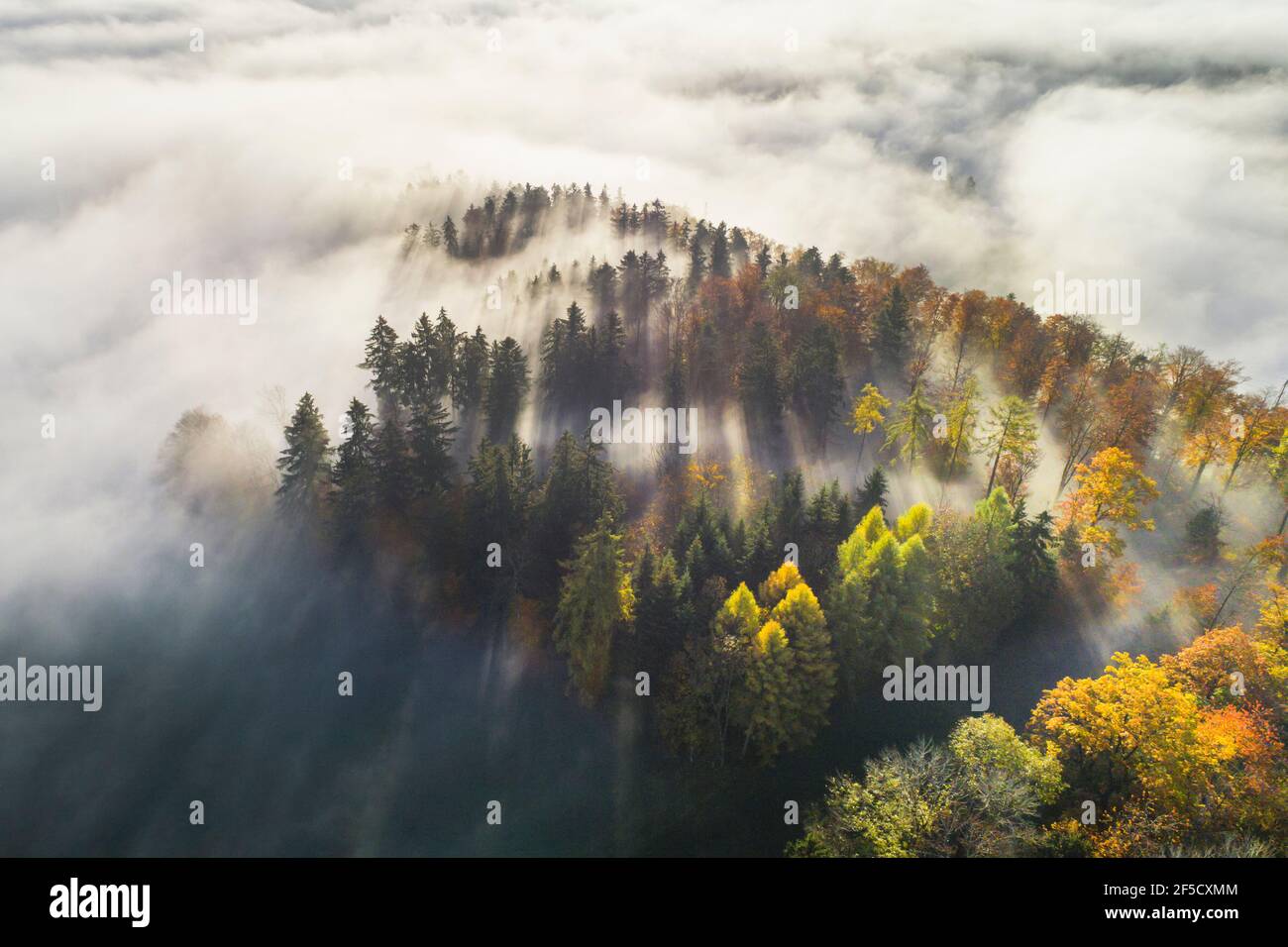 geography / travel, Switzerland, forest with wafts of mist, Zuercher Oberland (Zurich highlands, Additional-Rights-Clearance-Info-Not-Available Stock Photo