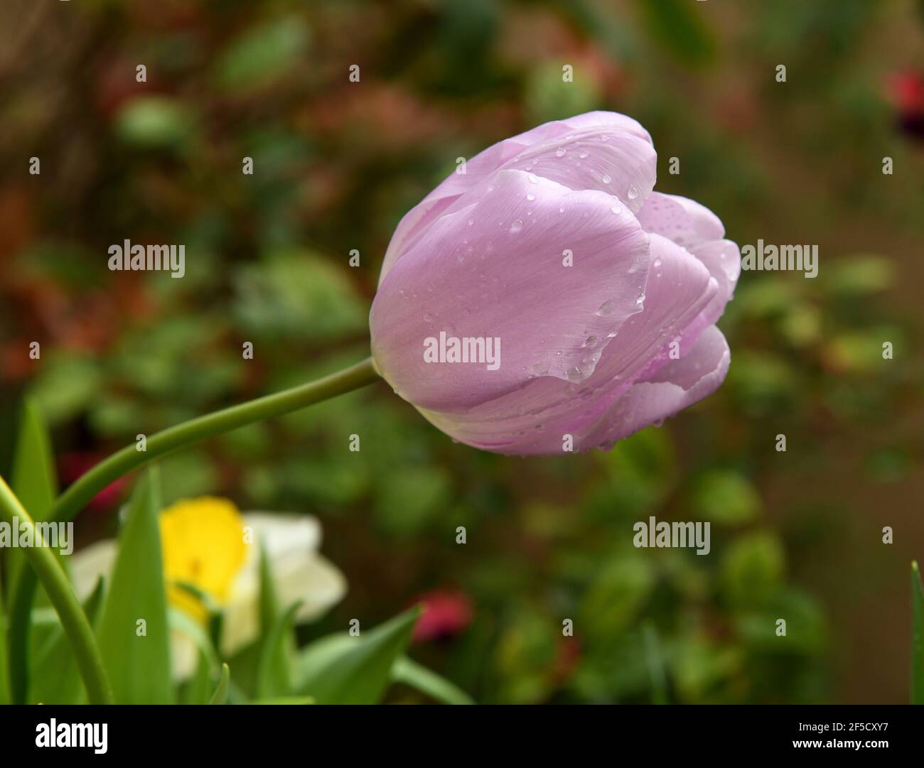 Lovely tulip Paradero with water droplets in spring Stock Photo