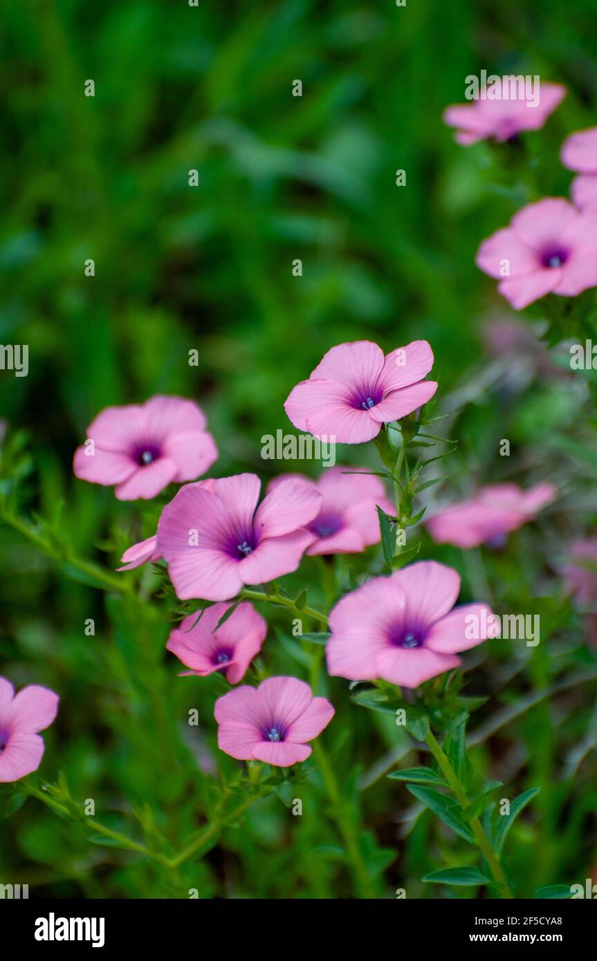 Linum pubescens, the hairy pink flax, Stock Photo