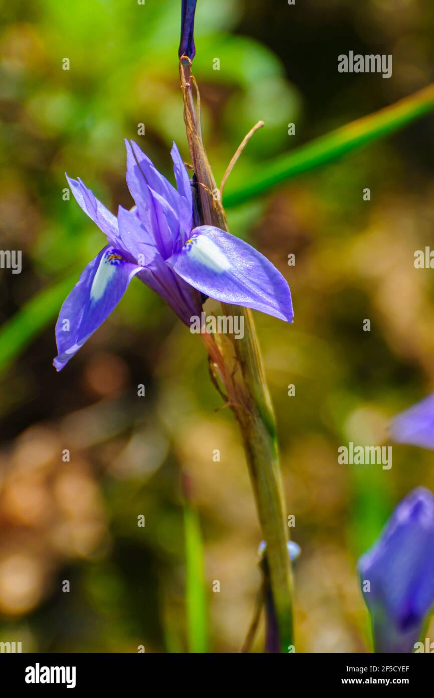 Blue Iris or Barbary Nut, (Moraea sisyrinchium syn. Gynandriris sisyrinchium) Photographed in Israel in March a dwarf iris, in the genus Moraea, nativ Stock Photo