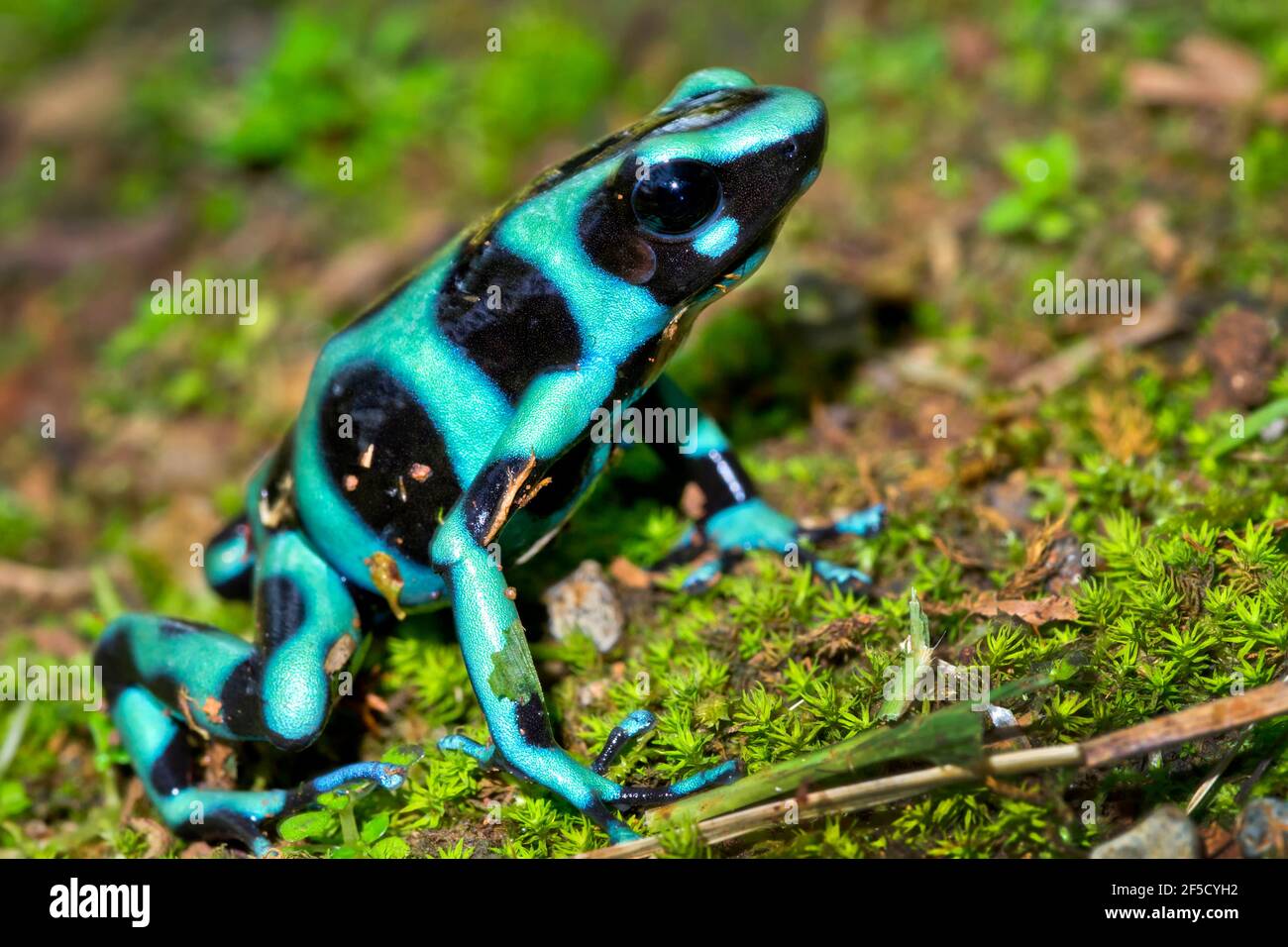 Tropical Rainforest Animals High Resolution Stock Photography And Images Alamy
