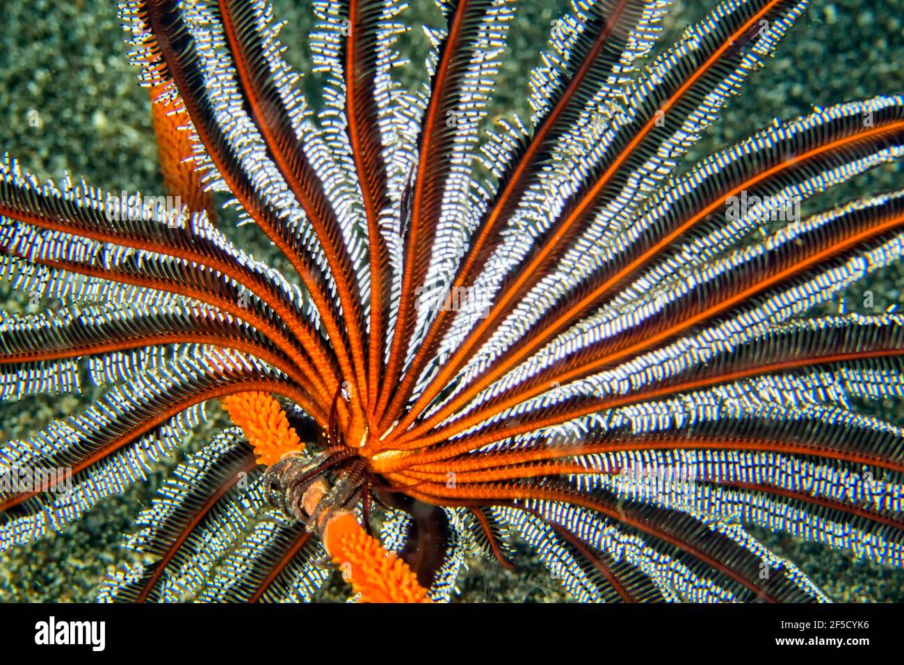 Underwater Crinoid Feather Star High Resolution Stock Photography And