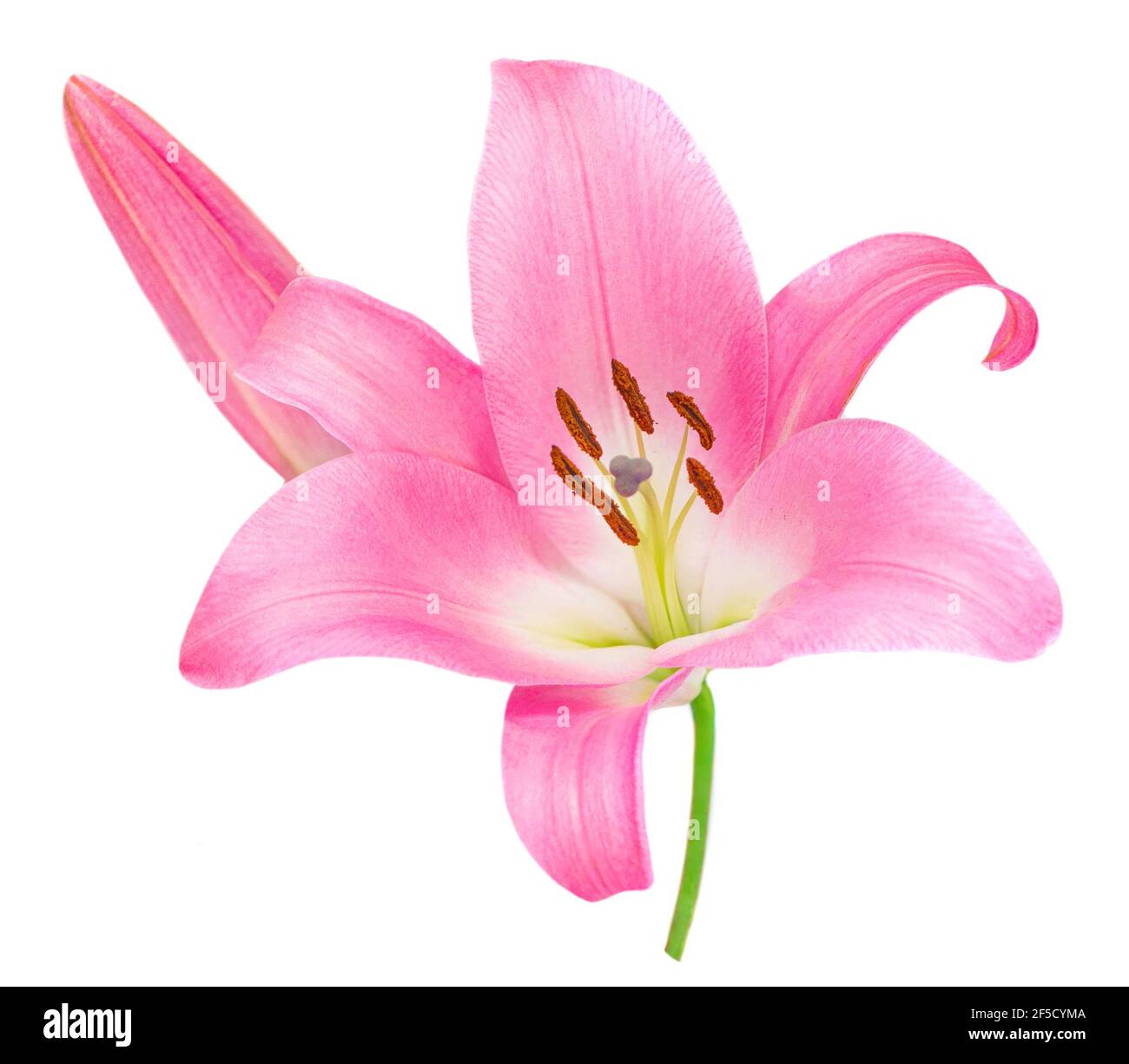 Pink Lily flower isolated on white background. Beautiful tender Lilly