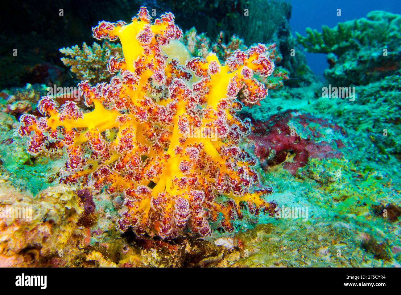 Multi-branched trees, Coral Reef, South Ari Atoll, Maldives, Indian Ocean, Asia Stock Photo