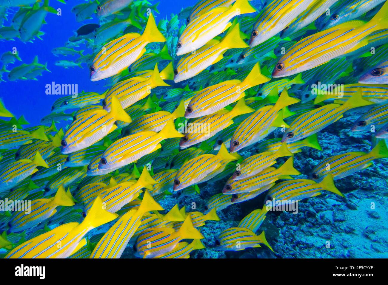 Blue-striped Snapper, Lutjanus kasmira, North Ari Atoll, Maldives, Indian Ocean, Asia Stock Photo