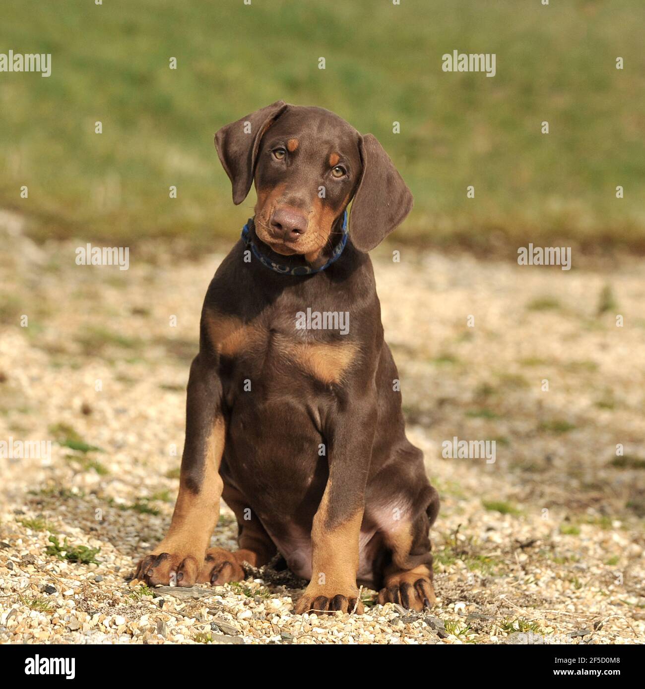 Doberman pinscher, dobermann puppy Stock Photo