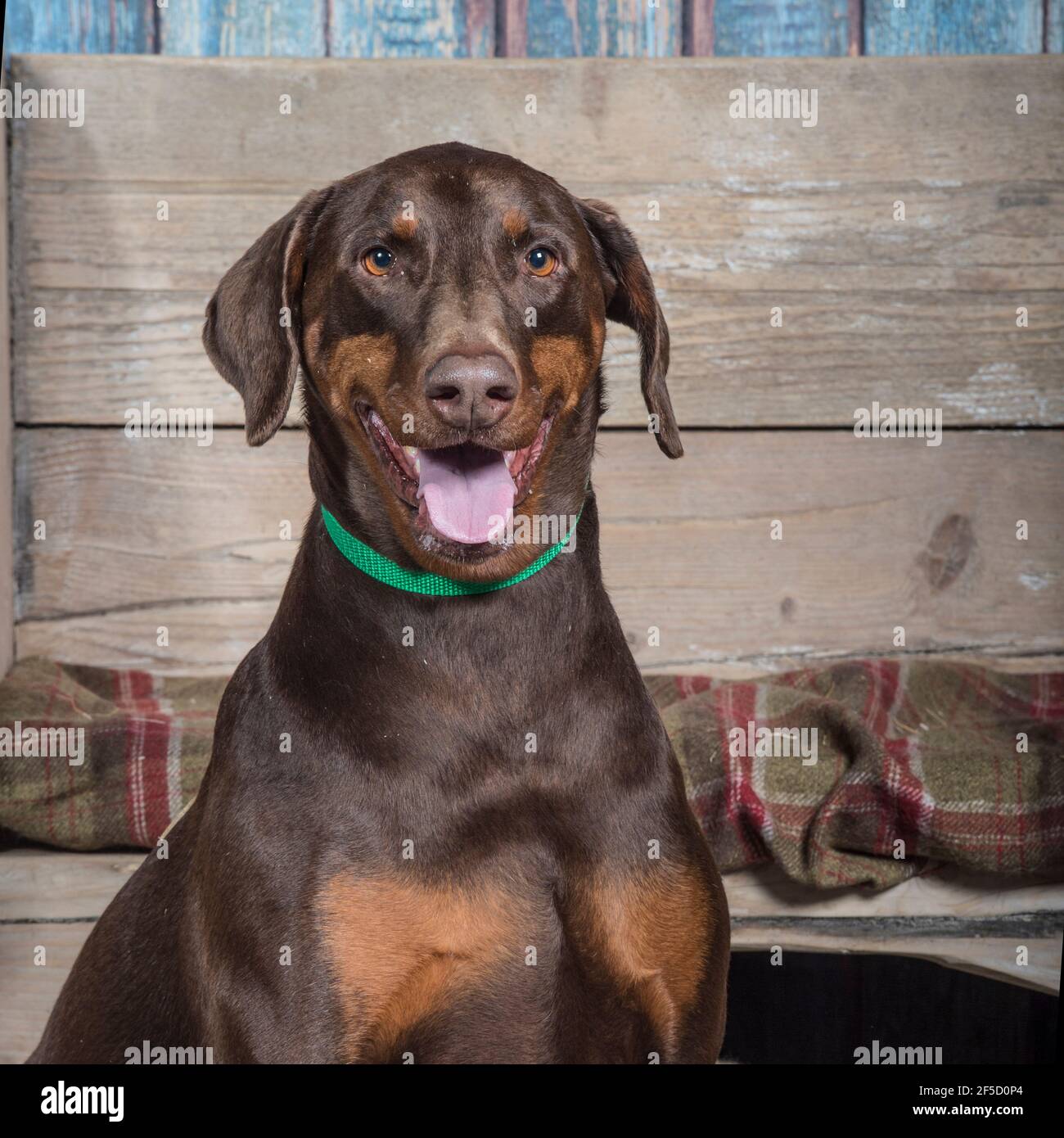 Doberman pinscher, dobermann dog Stock Photo