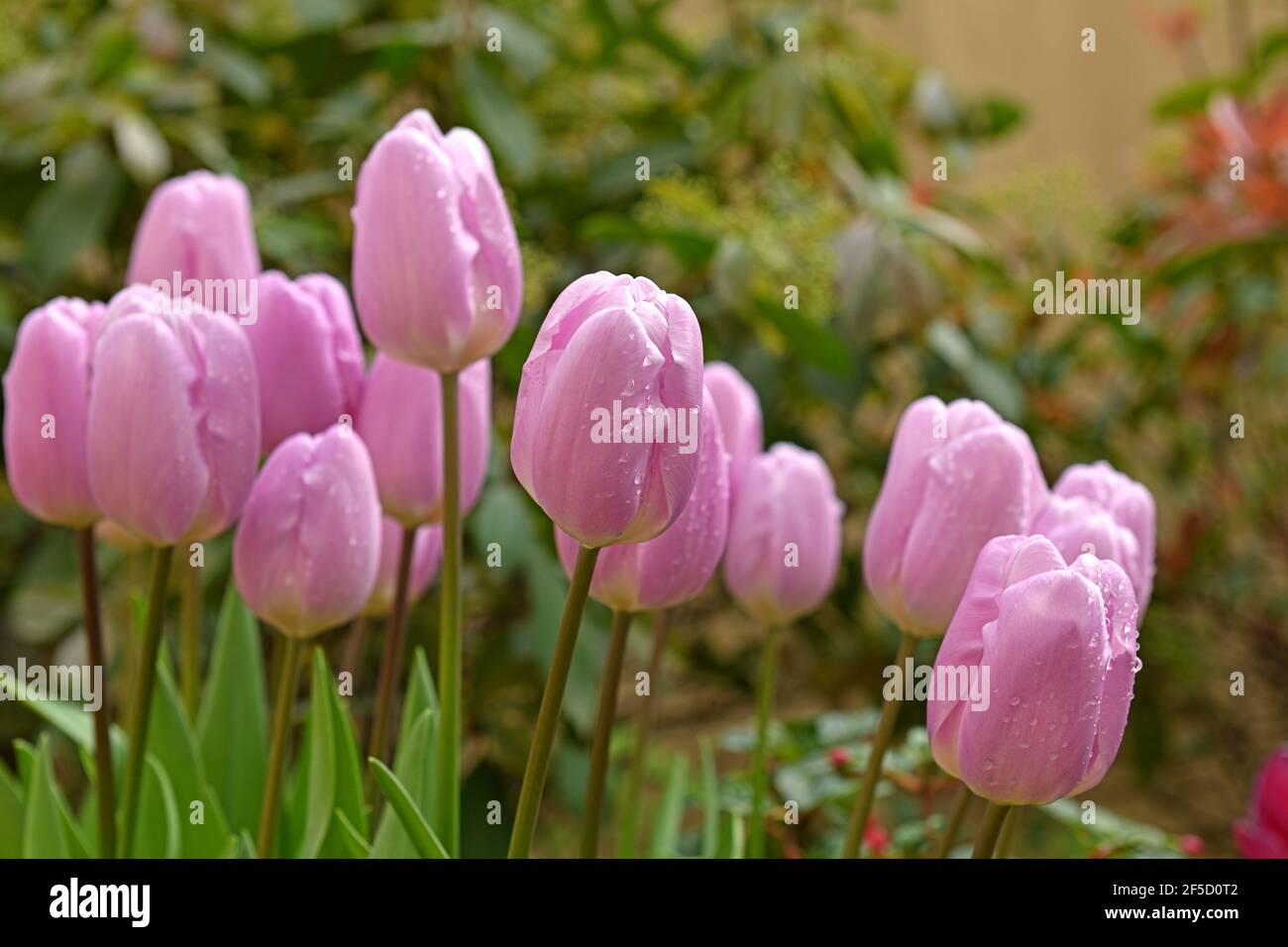 Lovely tulips Paradero with water droplets Stock Photo