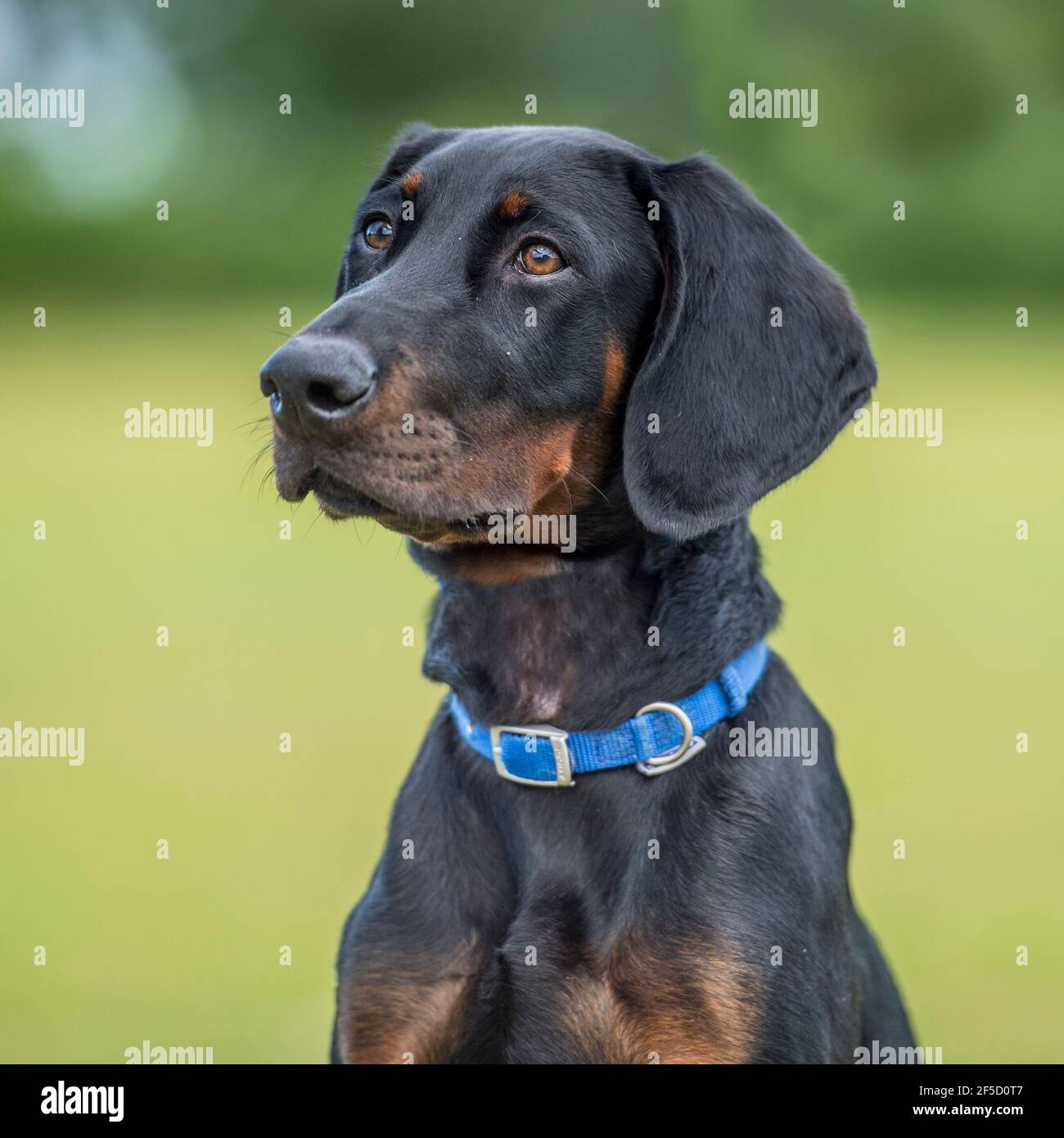 Doberman pinscher, dobermann dog puppy Stock Photo