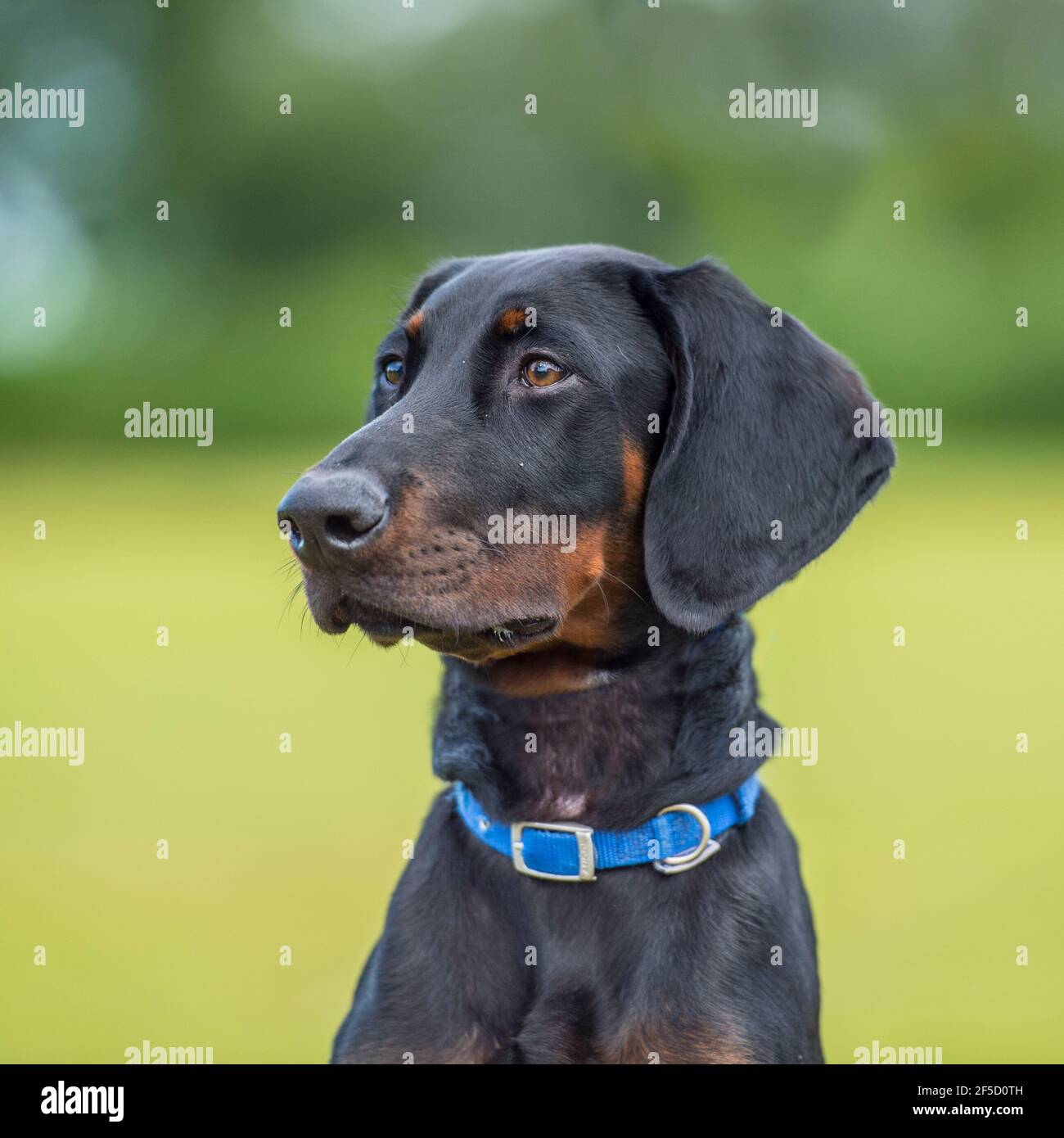 Doberman pinscher, dobermann dog puppy Stock Photo