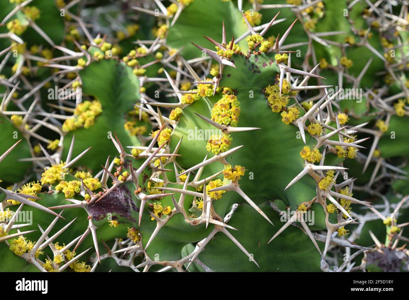 Native to Kenya and Natal, forms shrubs to 2 metres in height. The spines are  in pairs to 5 cm length that remind one of a cow's horns. Stock Photo