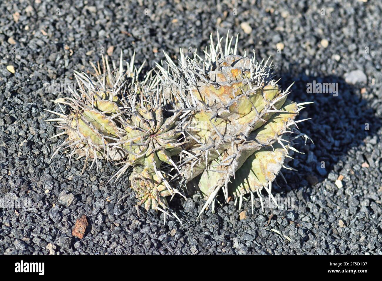 Native of South Africa It has clustered crowns of somewhat ferocious spines much like the true cacti. Stock Photo