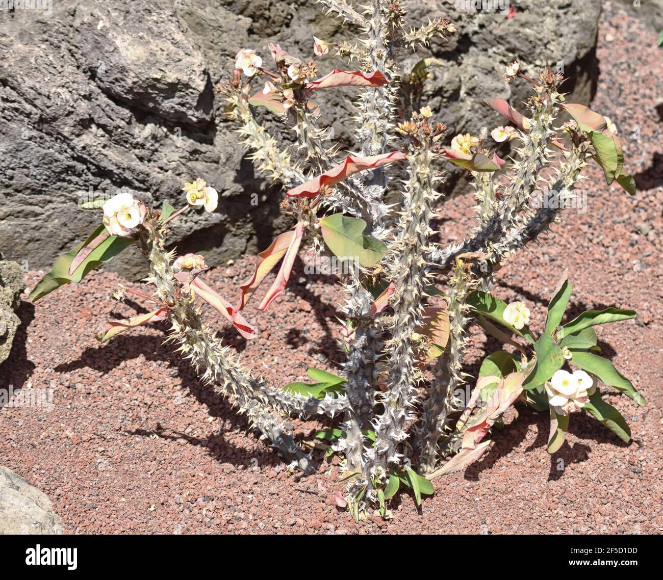 Native to Madegascar. Also called Christ plant, or Christ thorn.The common name is a reference to Jesus' crown of thorns Stock Photo