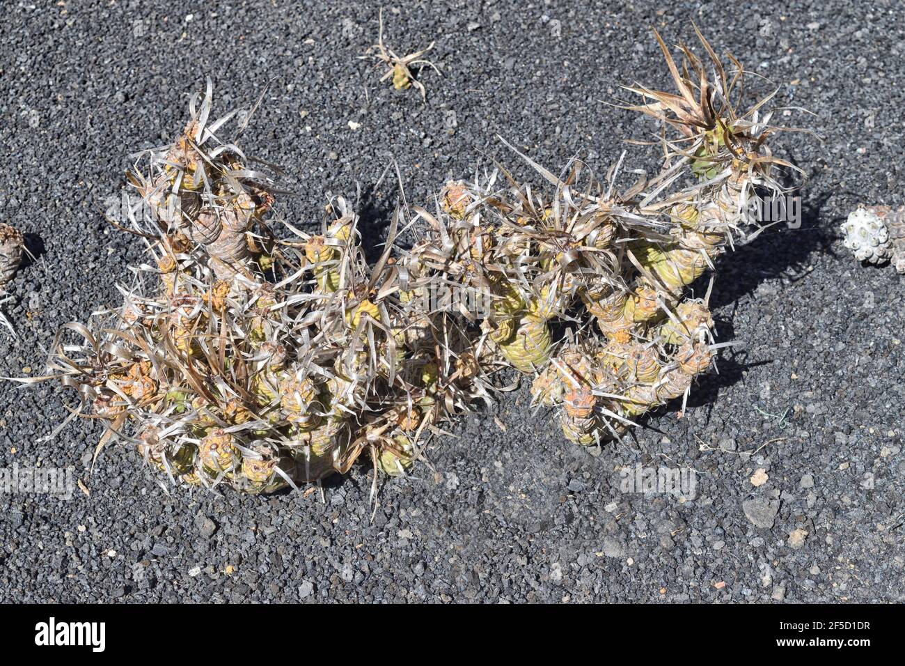 Native to western Argentina. Also known as tephrocactus articulatus Stock Photo