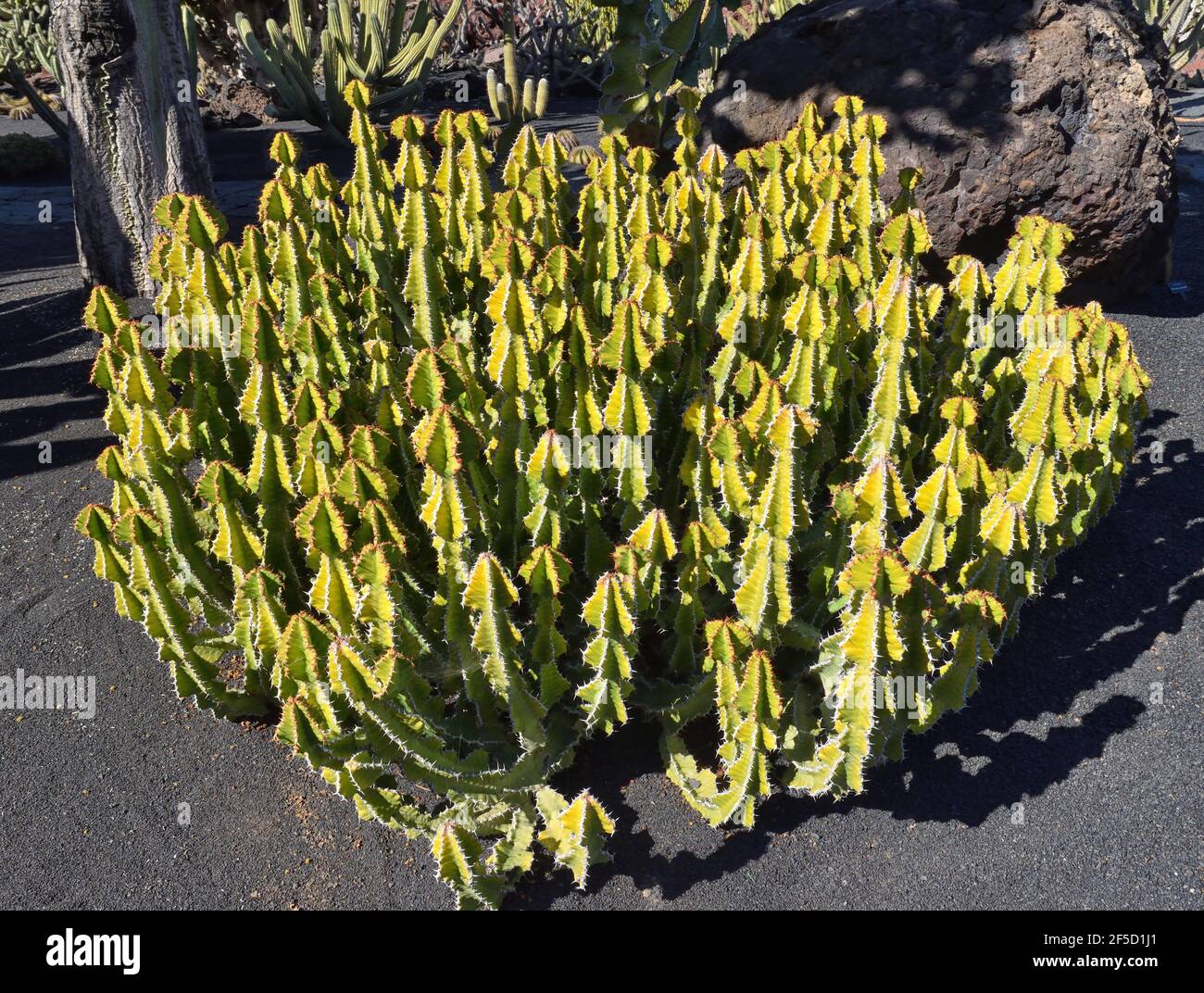 Native to the Canary Islands. Also called Hercules Club, Canary Candelabra Spurge, Spanish Caron.  The plant symbol of Gran Canaria Stock Photo