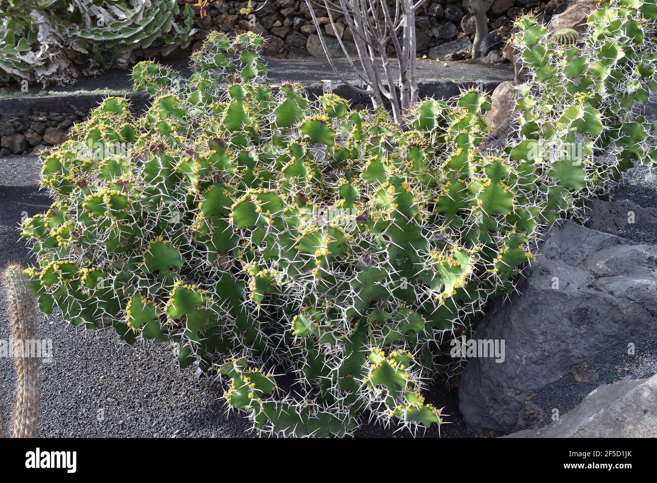 Euphorbia grandicornis Cow's Horn Native to Kenya and Natal, forms shrubs to 2 metres in height. The spines are  in pairs that remind one of cow horns Stock Photo
