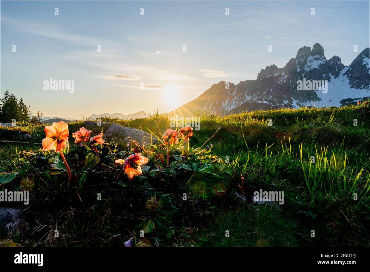 On a high pasture in spring, a field of Christ roses (hellebores niger) are lit by the setting sun behind the Bischofsmütze mountains in Filzmoos Stock Photo