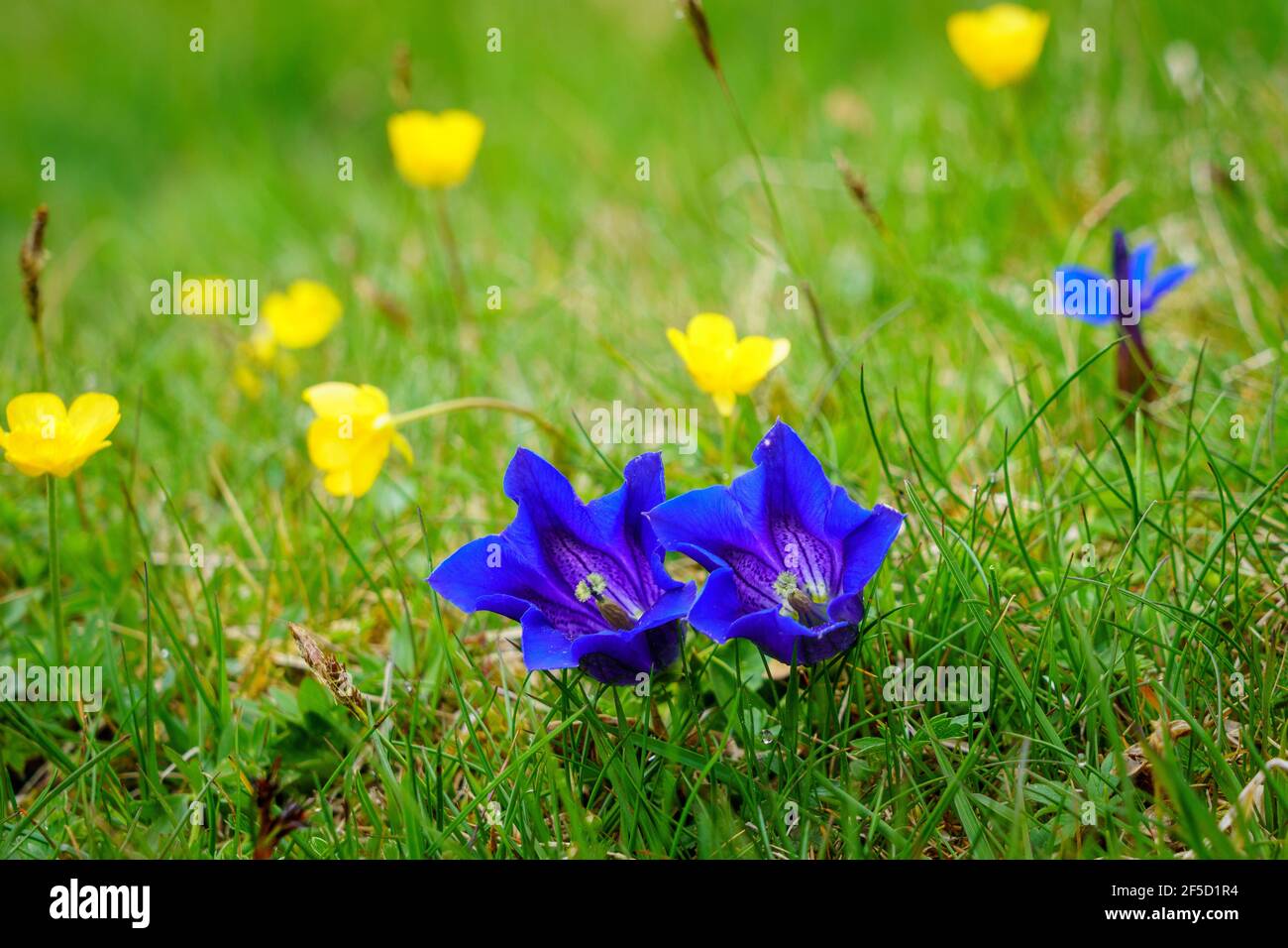 Two flowering Clusius gentians (gentian clusii) and a spring gentian (gentiana verna) on a mountain meadow in spring Stock Photo
