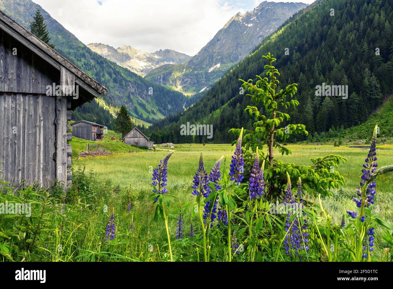 Flowering lupines (Lupine polyphylius)in front of a alpine meadow and the mountains of Niedere Tauern (Low Tauern) in the background Stock Photo