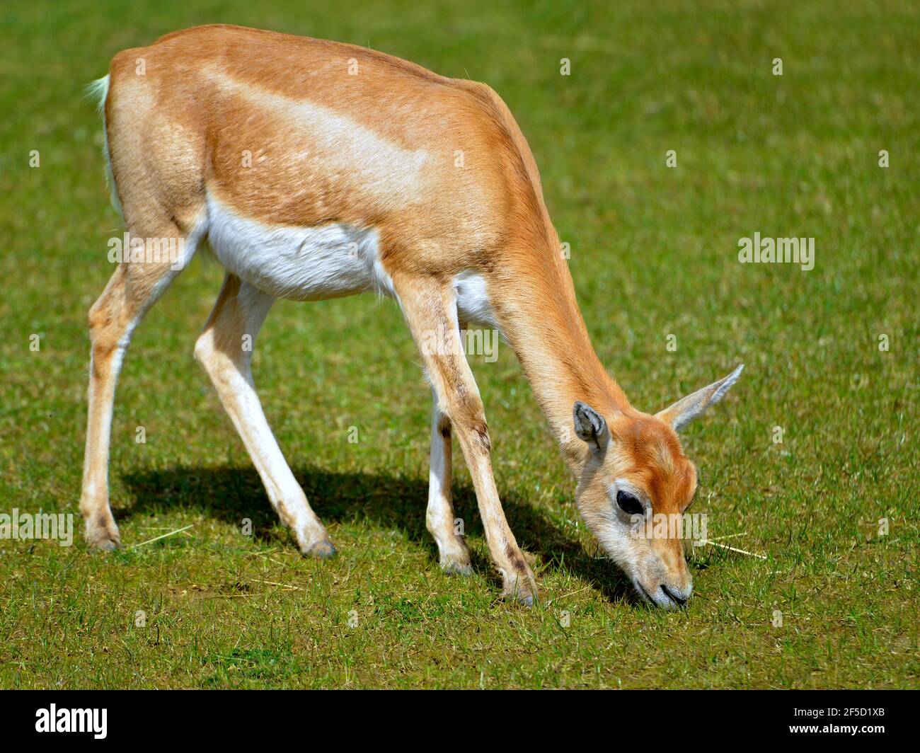 Female blackbuck (Antilope cervicapra) also known as the Indian antelope, is an antelope native to India and Nepal, grazing and seen from profile Stock Photo
