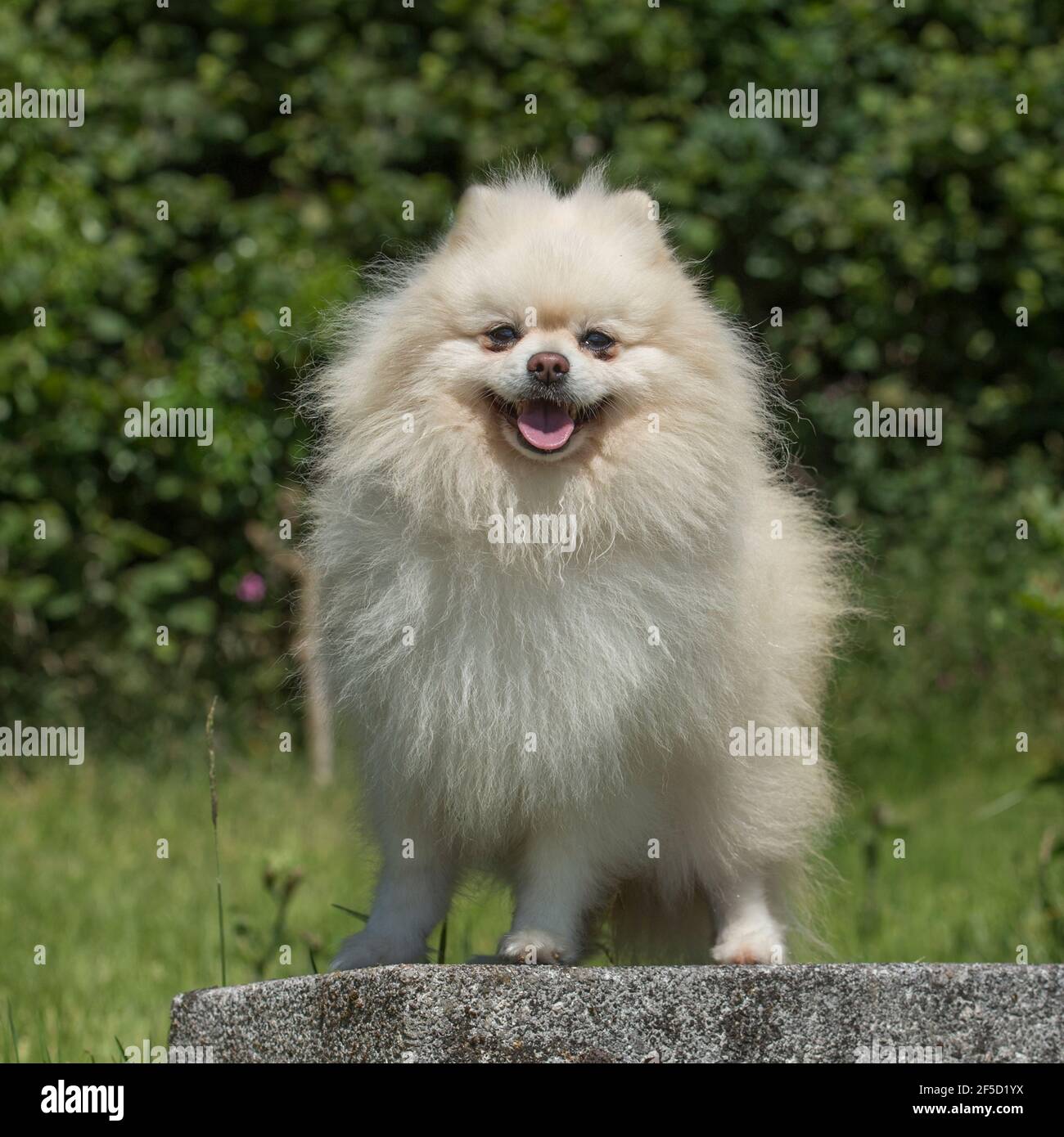 pomeranian dog Stock Photo