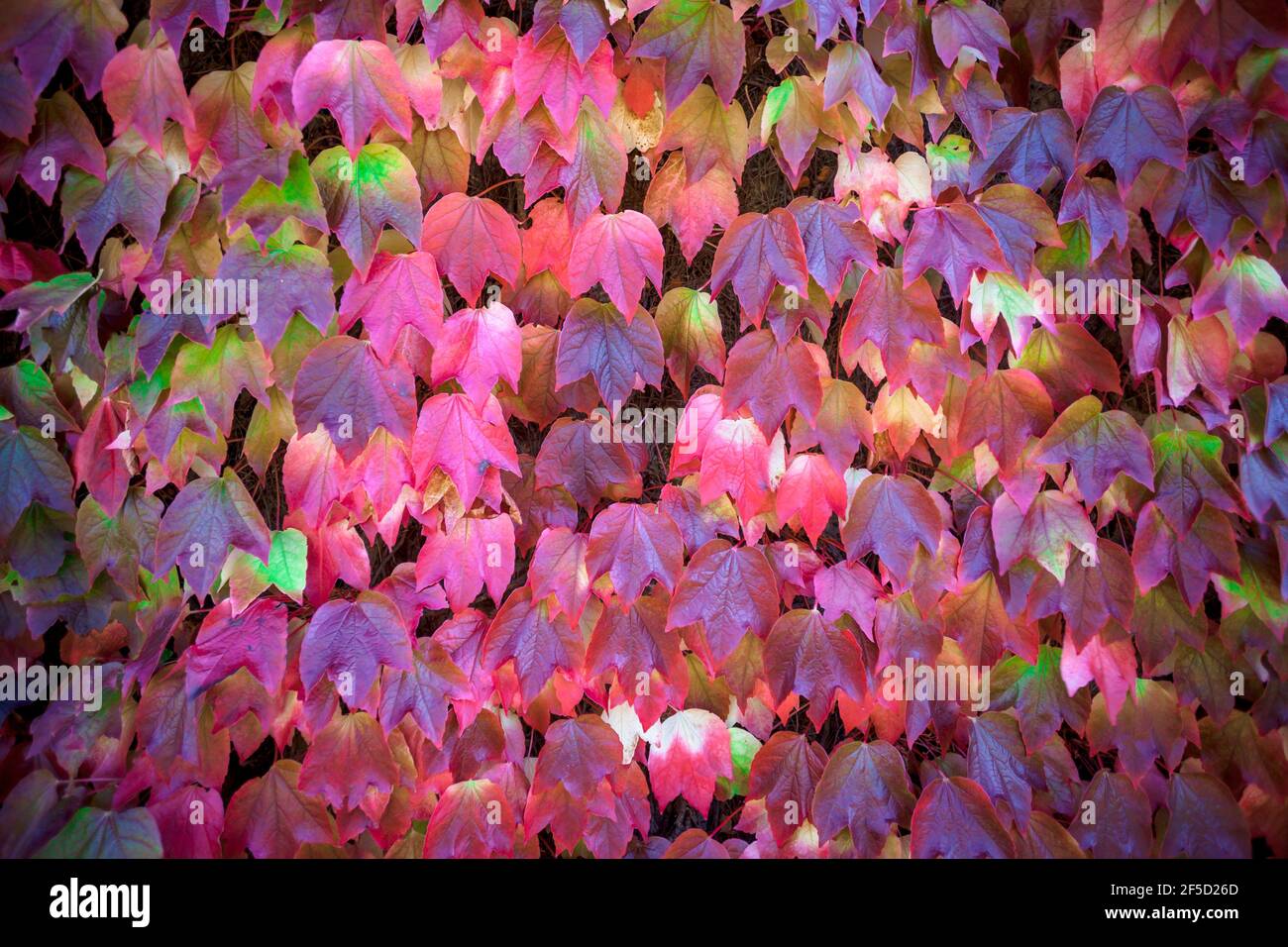 Autumn coloured Boston Ivy or Japanese Creeper growing against a wall, England Stock Photo