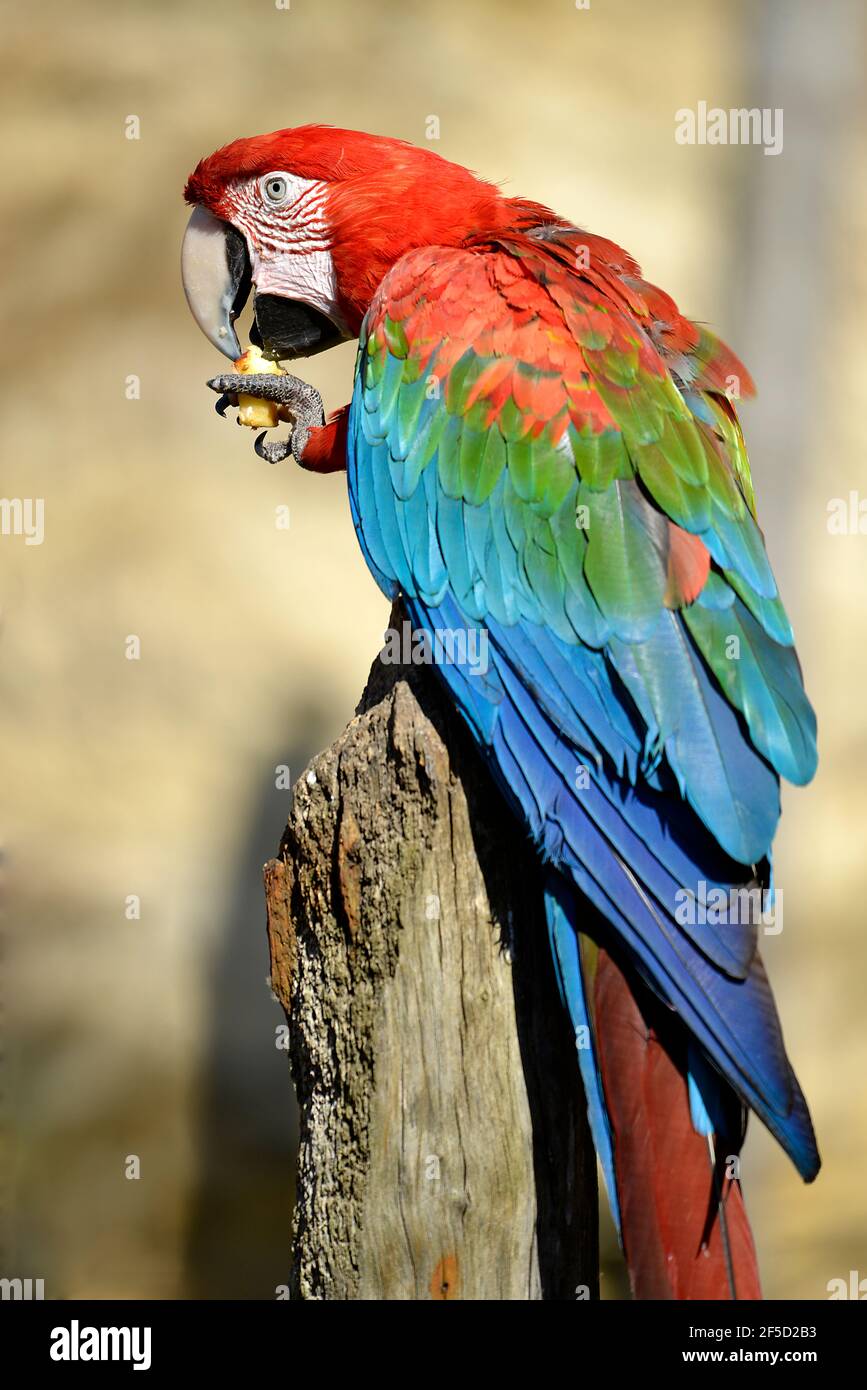 Portrait green-winged Macaw (Ara chloropterus)  on perch and eating fruit Stock Photo