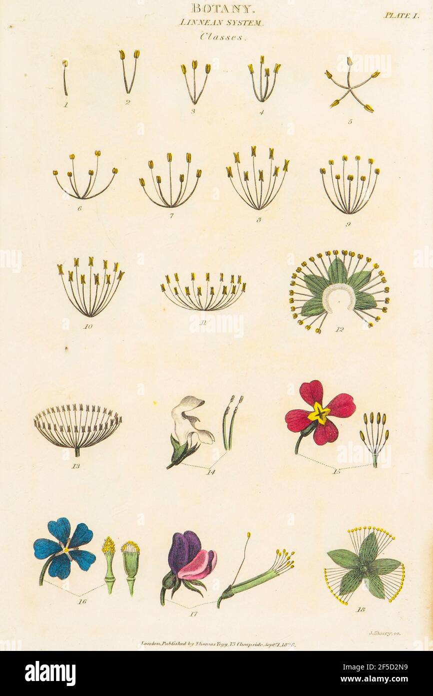 Hand drawn Botanical images depicting the Linnean Classification system [Carl Linnaeus (23 May 1707 – 10 January 1778), also known after his ennoblement as Carl von Linné was a Swedish botanist, zoologist, taxonomist, and physician who formalised binomial nomenclature, the modern system of naming organisms. He is known as the 'father of modern taxonomy'. Many of his writings were in Latin, and his name is rendered in Latin as Carolus Linnæus (after 1761 Carolus a Linné). Published by T. Tegg in London in 1826 Stock Photo