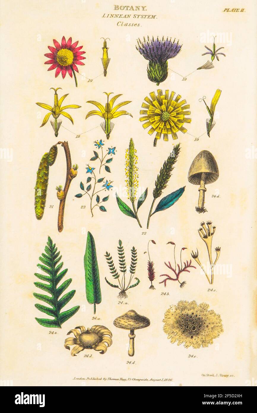 Hand drawn Botanical images depicting the Linnean Classification system [Carl Linnaeus (23 May 1707 – 10 January 1778), also known after his ennoblement as Carl von Linné was a Swedish botanist, zoologist, taxonomist, and physician who formalised binomial nomenclature, the modern system of naming organisms. He is known as the 'father of modern taxonomy'. Many of his writings were in Latin, and his name is rendered in Latin as Carolus Linnæus (after 1761 Carolus a Linné). Published by T. Tegg in London in 1826 Stock Photo