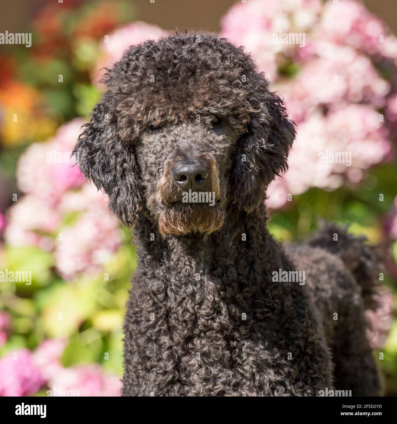 Poodle profile hi-res stock photography and images - Alamy