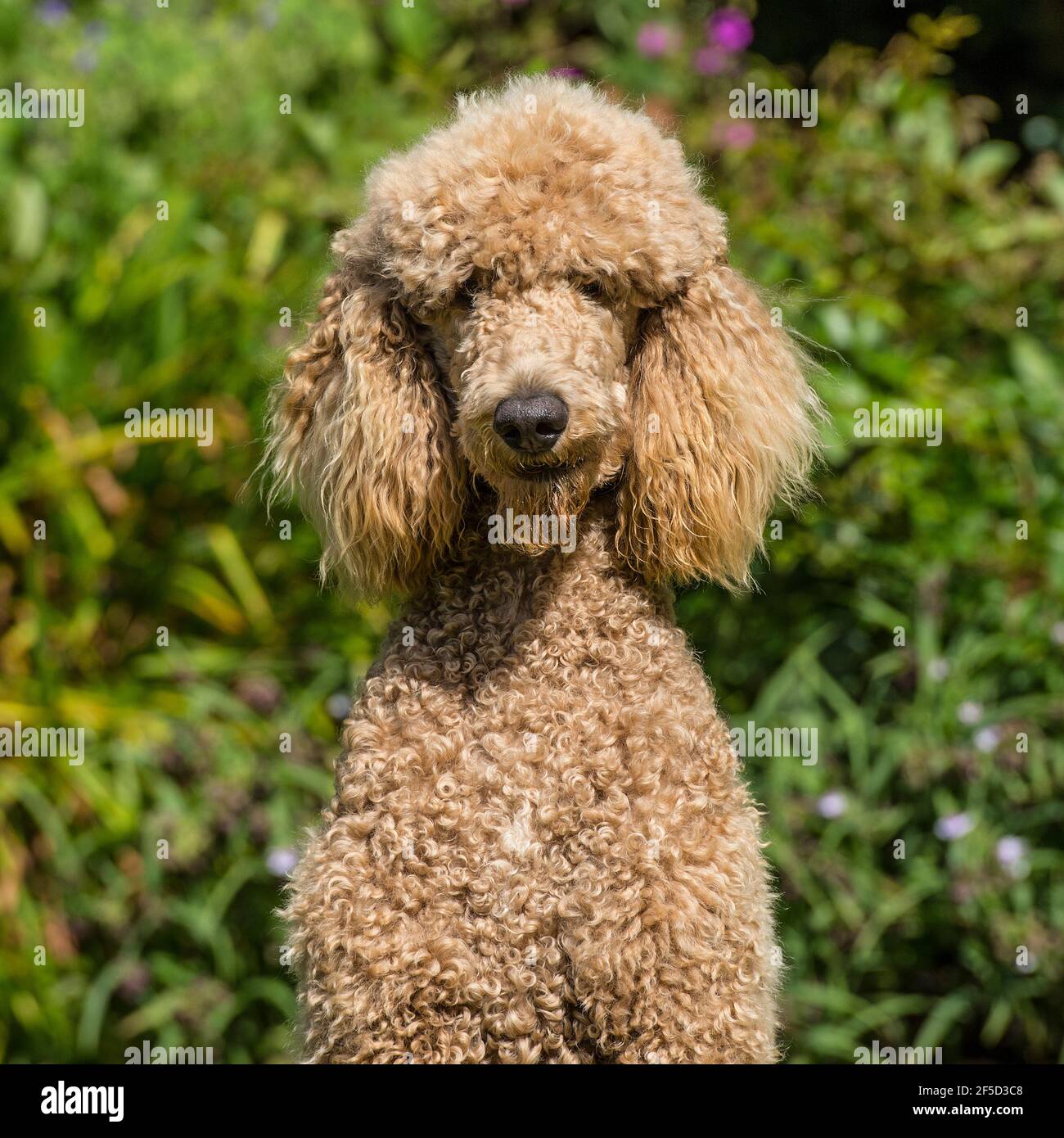 Apricot standard hi-res stock photography and images - Alamy