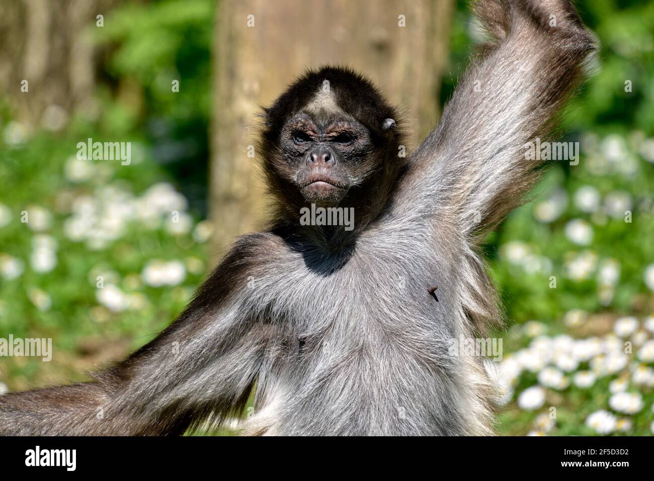 Closeup variegated spider monkeys (Ateles hybridus marimonda) seen from front Stock Photo