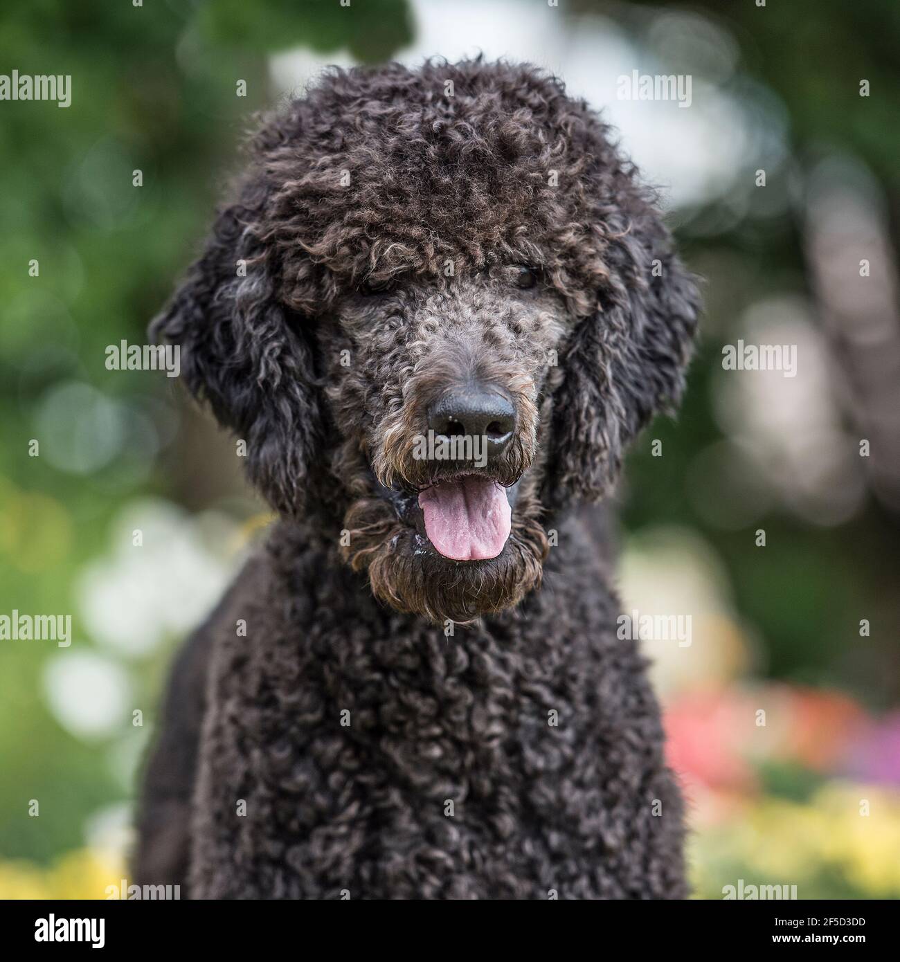Poodle Head High Resolution Stock Photography And Images Alamy