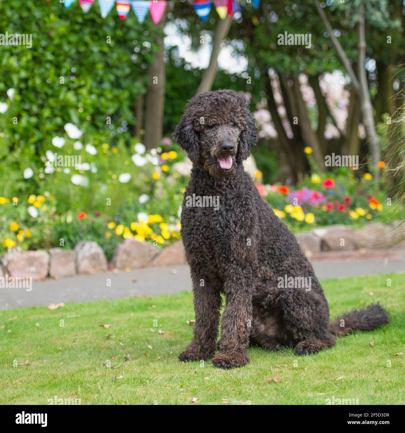 Poodle sitting hires stock photography and images Alamy