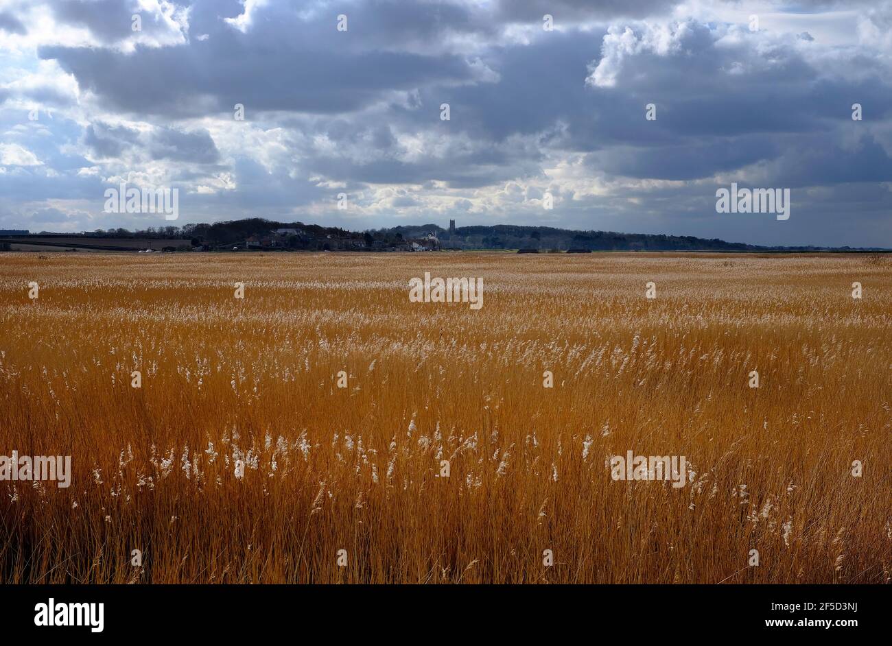reedbeds at cley nature reserve, cley-next-the-sea, north norfolk, england Stock Photo