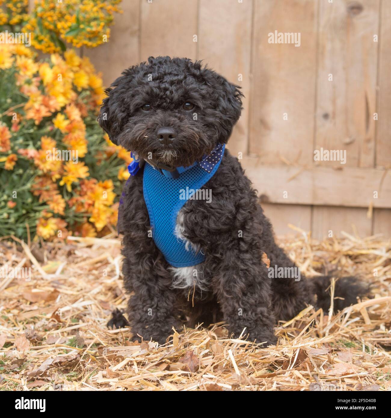 toy poodle Stock Photo