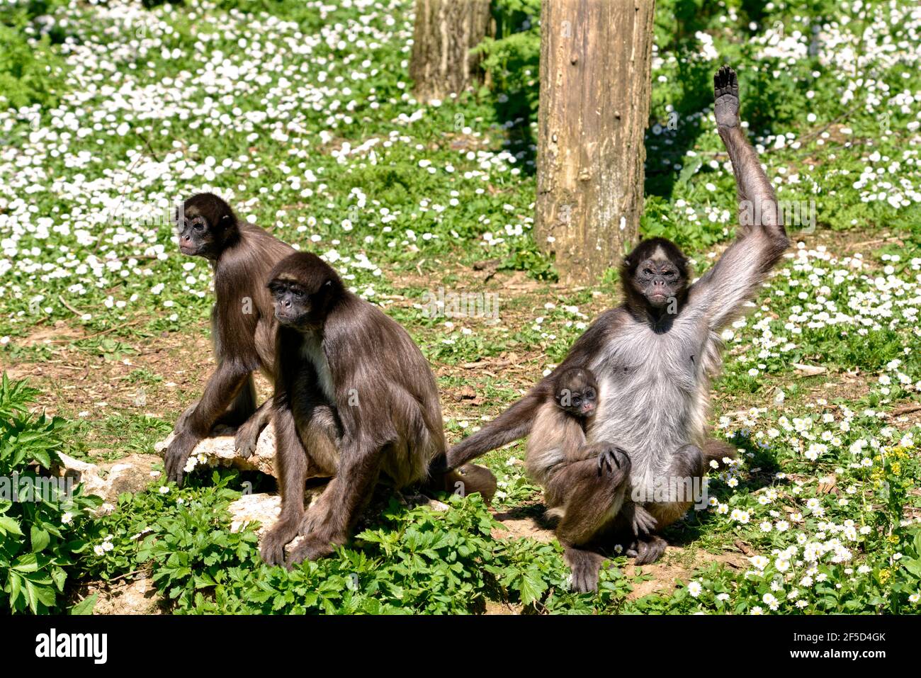 Variegated spider monkeys (Ateles hybridus marimonda) sitting on grass with daisy flowers with a cub Stock Photo