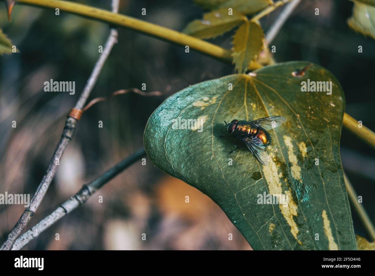 leave close up view of a smilax aspera with a fly on top Stock Photo