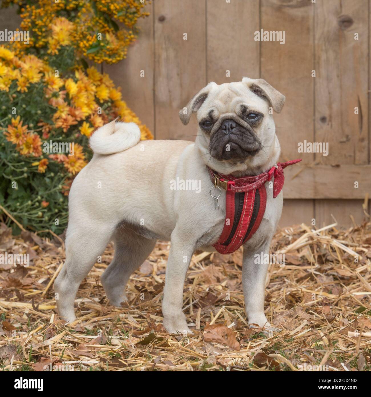 pug Stock Photo