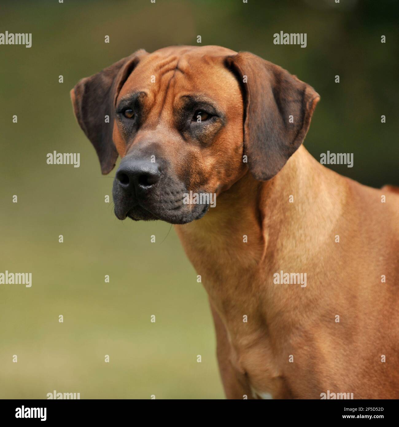 Ridgeback High Resolution Stock Photography and Images - Alamy